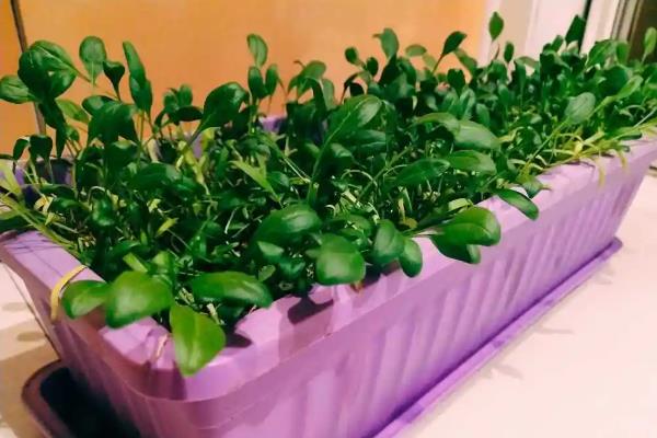 一年四季可以种哪些蔬菜，甘蓝、油菜、白菜等品种可在12月份种植
