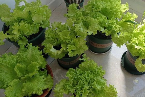 一年四季可以种哪些蔬菜，甘蓝、油菜、白菜等品种可在12月份种植