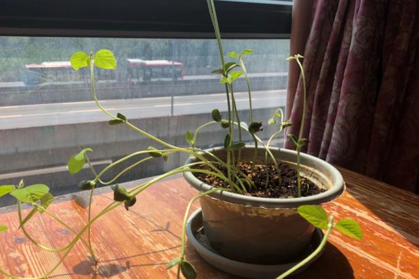 一年四季可以种哪些蔬菜，甘蓝、油菜、白菜等品种可在12月份种植