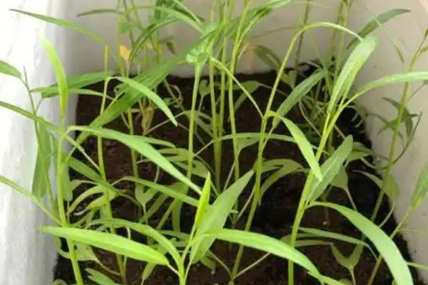 一年四季可以种哪些蔬菜，甘蓝、油菜、白菜等品种可在12月份种植