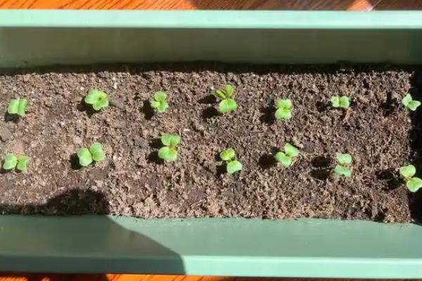 一年四季可以种哪些蔬菜，甘蓝、油菜、白菜等品种可在12月份种植