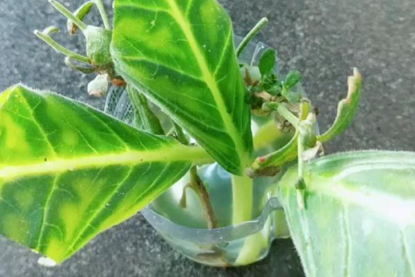 芙蓉花栽叶可以存活吗，扦插叶片长出根系便可生长
