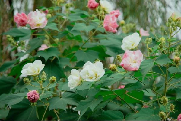 芙蓉花栽叶可以存活吗，扦插叶片长出根系便可生长