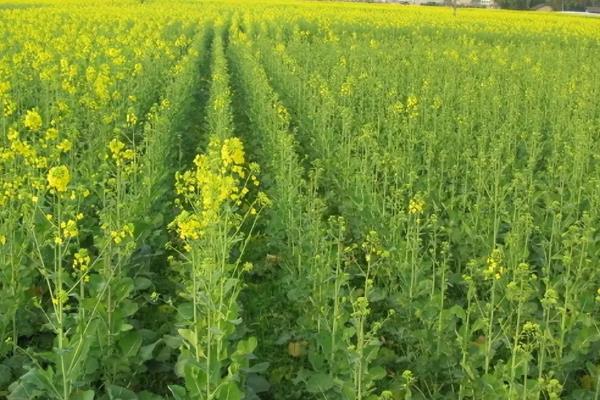 一年四季可以种哪些蔬菜，甘蓝、油菜、白菜等品种可在12月份种植