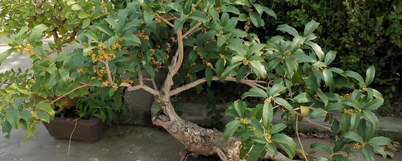 零下15℃桂花能不能过冬，零下15℃桂花不能过冬