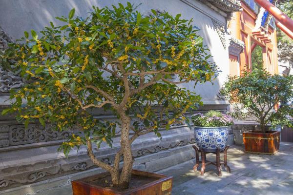 零下15℃桂花能不能过冬,零下15℃桂花不能过冬