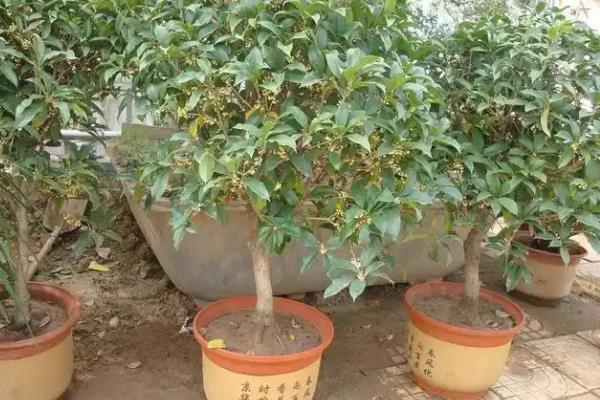 零下15℃桂花能不能过冬,零下15℃桂花不能过冬