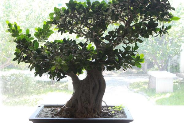 零下15℃桂花能不能过冬,零下15℃桂花不能过冬