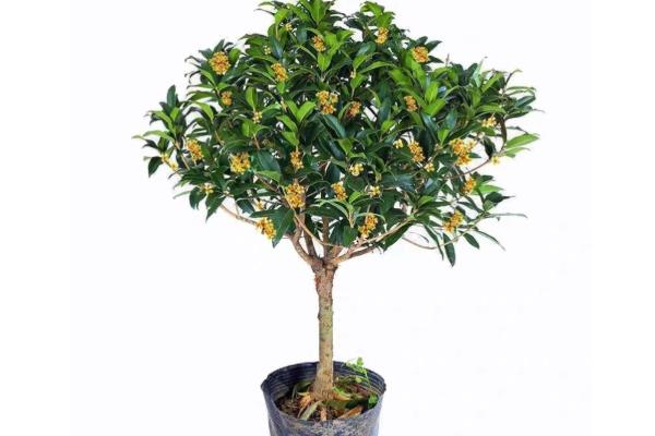 零下15℃桂花能不能过冬,零下15℃桂花不能过冬