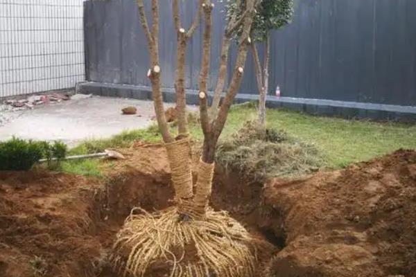 零下15℃桂花能不能过冬,零下15℃桂花不能过冬