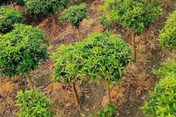 零下15℃桂花能不能过冬,零下15℃桂花不能过冬