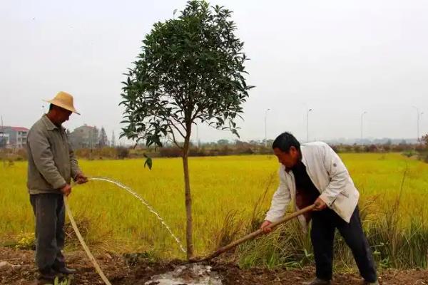 零下15℃桂花能不能过冬,零下15℃桂花不能过冬