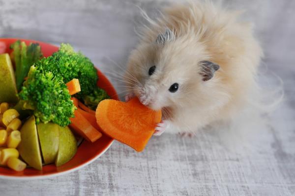 仓鼠的食物，五谷类、水果类、蔬菜类等均可喂食