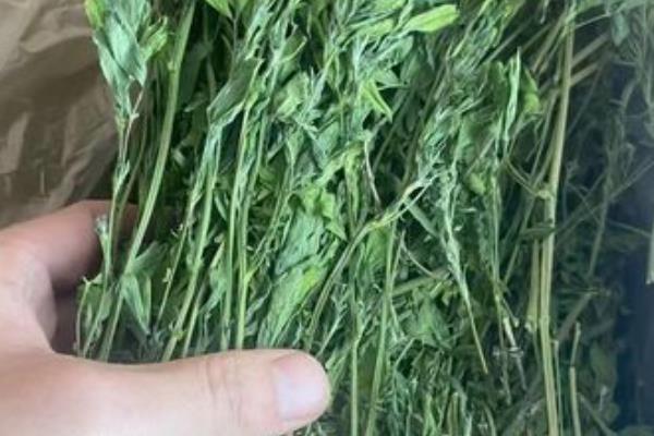仓鼠的食物，五谷类、水果类、蔬菜类等均可喂食