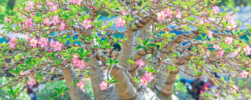 沙漠玫瑰的剪枝时间，6-11月份剪除残花和枯枝
