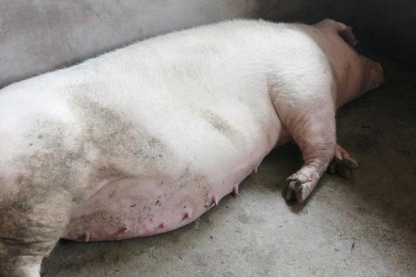 怀孕母猪大便干结的原因，一般是缺乏运动、膳食纤维不足等因素造成