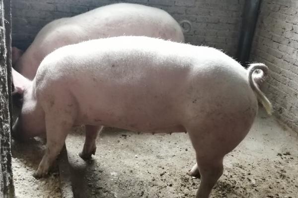 怀孕母猪大便干结的原因，一般是缺乏运动、膳食纤维不足等因素造成