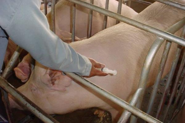 怀孕母猪大便干结的原因，一般是缺乏运动、膳食纤维不足等因素造成