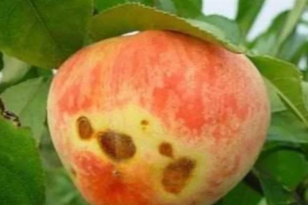 怎么防治桃子细菌性穿孔病,发病前喷施石硫合剂等药物能起到预防作用