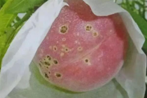 怎么防治桃子细菌性穿孔病,发病前喷施石硫合剂等药物能起到预防作用
