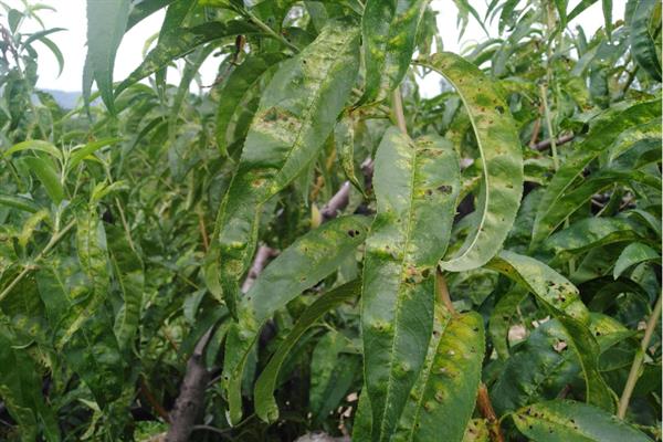 怎么防治桃子细菌性穿孔病,发病前喷施石硫合剂等药物能起到预防作用