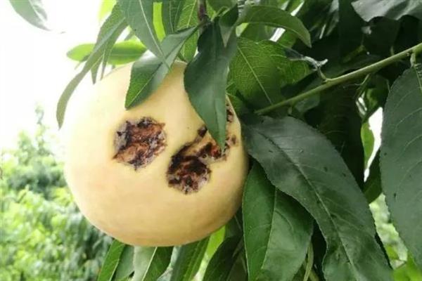 怎么防治桃子细菌性穿孔病,发病前喷施石硫合剂等药物能起到预防作用