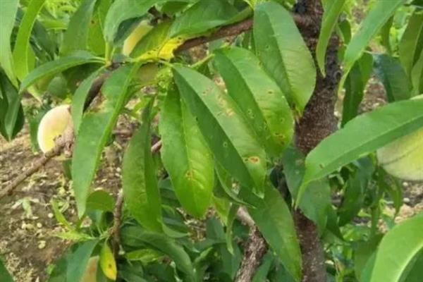 怎么防治桃子细菌性穿孔病,发病前喷施石硫合剂等药物能起到预防作用