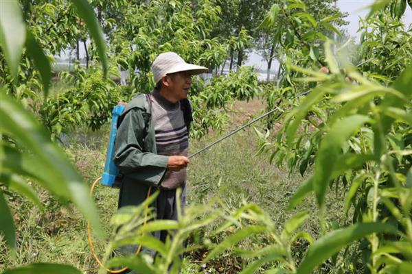 怎么防治桃子细菌性穿孔病,发病前喷施石硫合剂等药物能起到预防作用