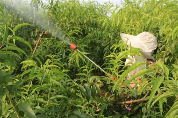 怎么防治桃子细菌性穿孔病,发病前喷施石硫合剂等药物能起到预防作用