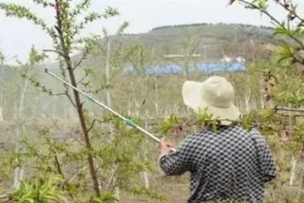 怎么防治桃子细菌性穿孔病,发病前喷施石硫合剂等药物能起到预防作用