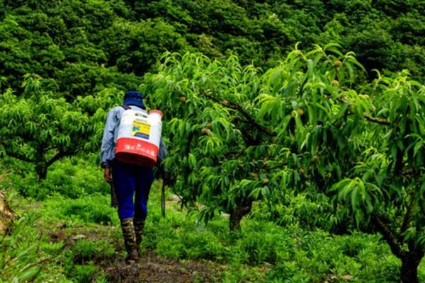 怎么防治桃子细菌性穿孔病,发病前喷施石硫合剂等药物能起到预防作用