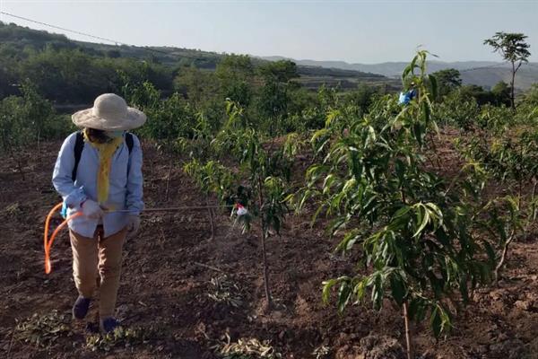 怎么防治桃子细菌性穿孔病,发病前喷施石硫合剂等药物能起到预防作用