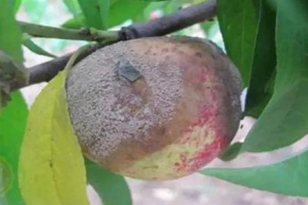 怎么防治桃子细菌性穿孔病,发病前喷施石硫合剂等药物能起到预防作用