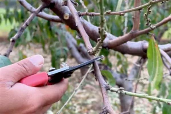 怎么防治桃子细菌性穿孔病,发病前喷施石硫合剂等药物能起到预防作用