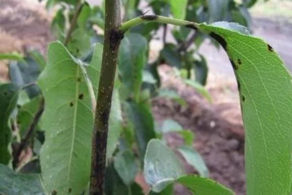 怎么防治桃子细菌性穿孔病,发病前喷施石硫合剂等药物能起到预防作用