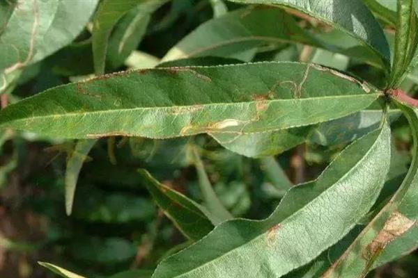 怎么防治桃子细菌性穿孔病,发病前喷施石硫合剂等药物能起到预防作用