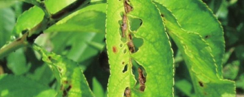 怎么防治桃子细菌性穿孔病,发病前喷施石硫合剂等药物能起到预防作用