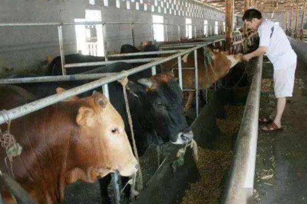 牛为什么不发情，一般是营养不足、内分泌失调等因素引起
