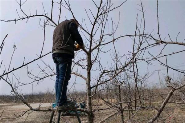 苹果树需要冬灌的原因，能起到提高抗旱能力、疏松土壤、避免干旱等作用