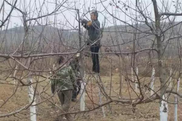 苹果树需要冬灌的原因，能起到提高抗旱能力、疏松土壤、避免干旱等作用