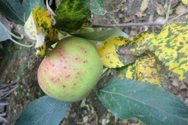 苹果树需要冬灌的原因，能起到提高抗旱能力、疏松土壤、避免干旱等作用