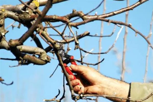 苹果树需要冬灌的原因，能起到提高抗旱能力、疏松土壤、避免干旱等作用