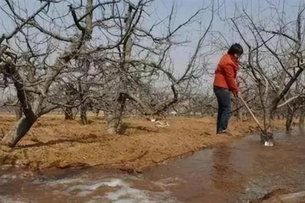 苹果树需要冬灌的原因，能起到提高抗旱能力、疏松土壤、避免干旱等作用