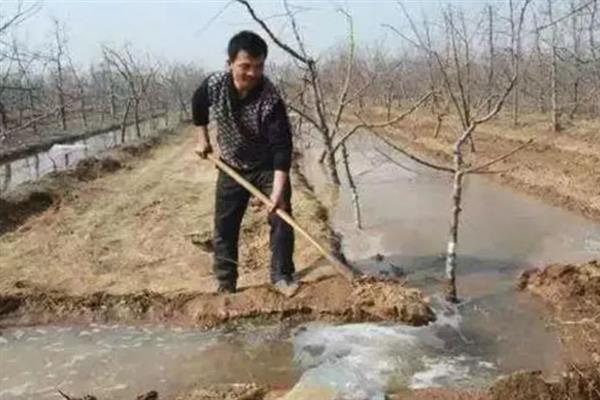 苹果树需要冬灌的原因，能起到提高抗旱能力、疏松土壤、避免干旱等作用