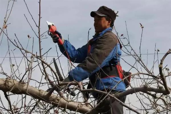 苹果树需要冬灌的原因，能起到提高抗旱能力、疏松土壤、避免干旱等作用