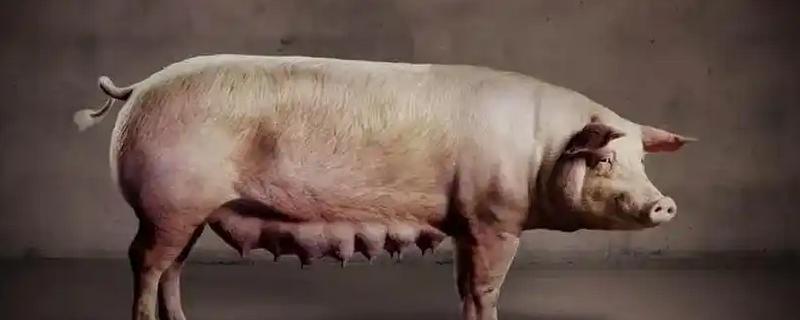 怀孕母猪大便干结的原因，一般是缺乏运动、膳食纤维不足等因素造成