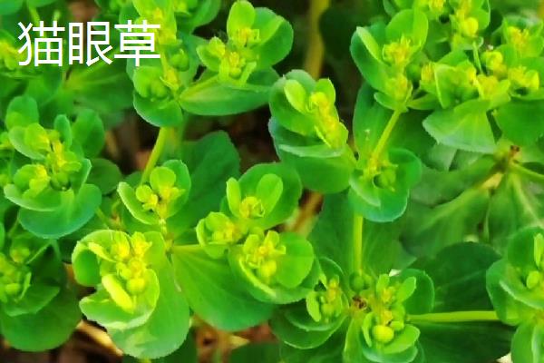 猫眼草和泽漆有什么区别，叶面、果实、花果期均不同
