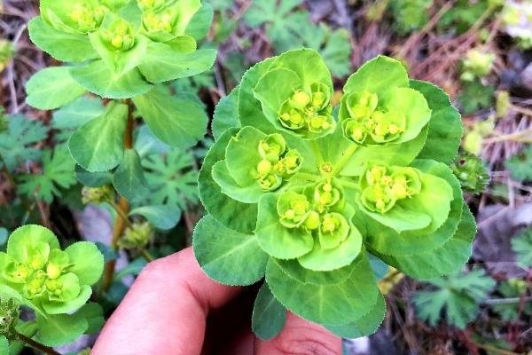 猫眼草和泽漆有什么区别，叶面、果实、花果期均不同