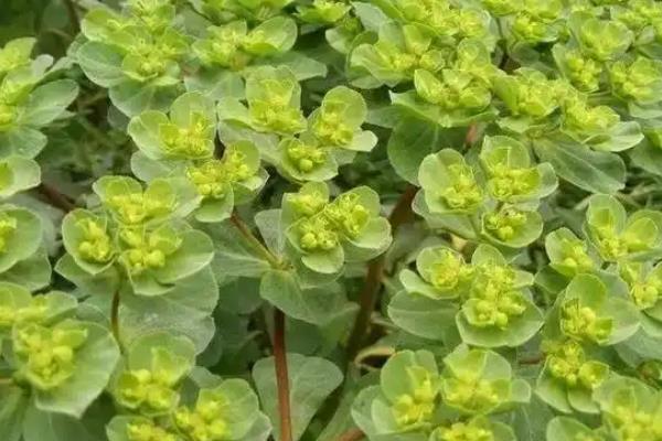 猫眼草和泽漆有什么区别，叶面、果实、花果期均不同