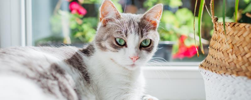 猫为什么不让摸肚子，因为它的肚子很敏感